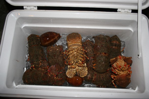 9 shovelnose lobsters