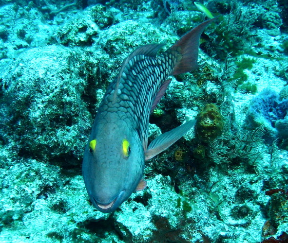 ____  Parrotfish