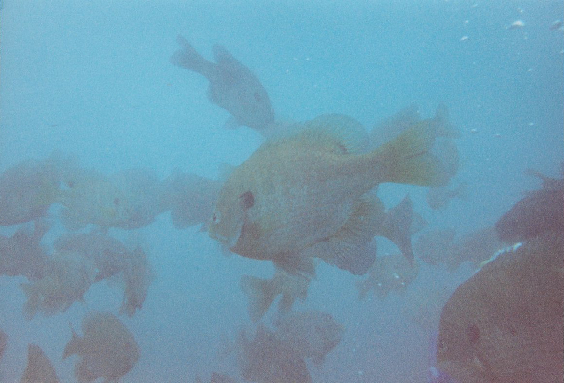 A cloud of fish at Vortex Spring, Ponce de Leon, Florida