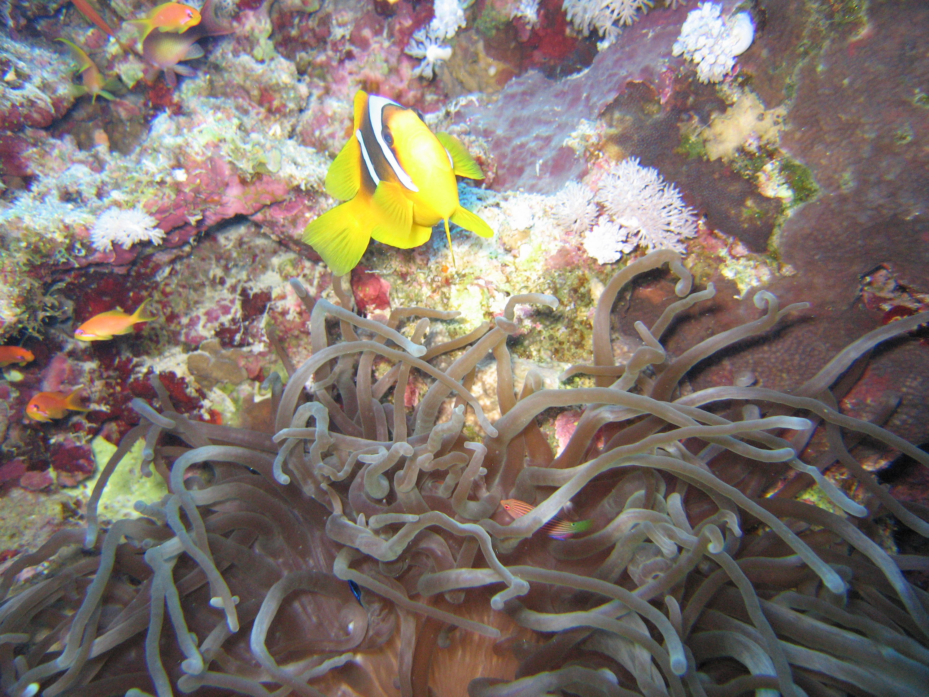 A Clown at Blue Hole, Dahab