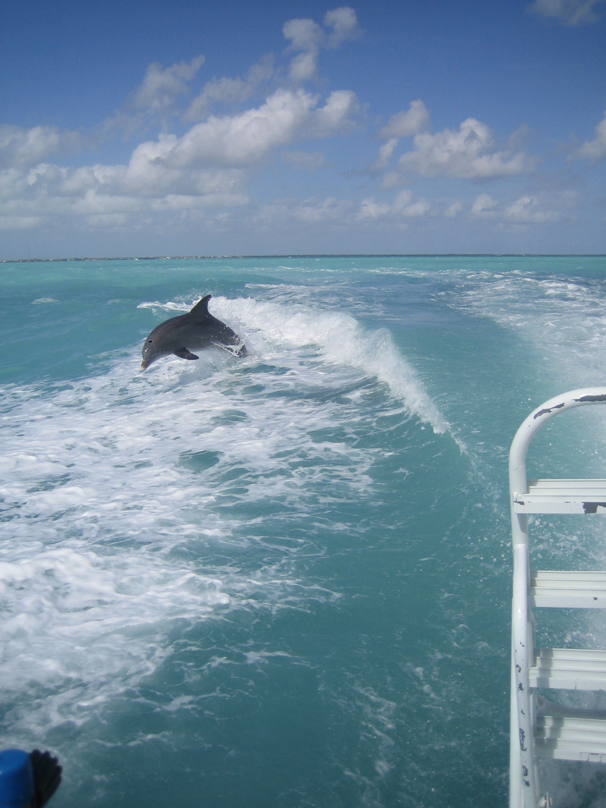 A day of diving and dolphins in the Keys!!!