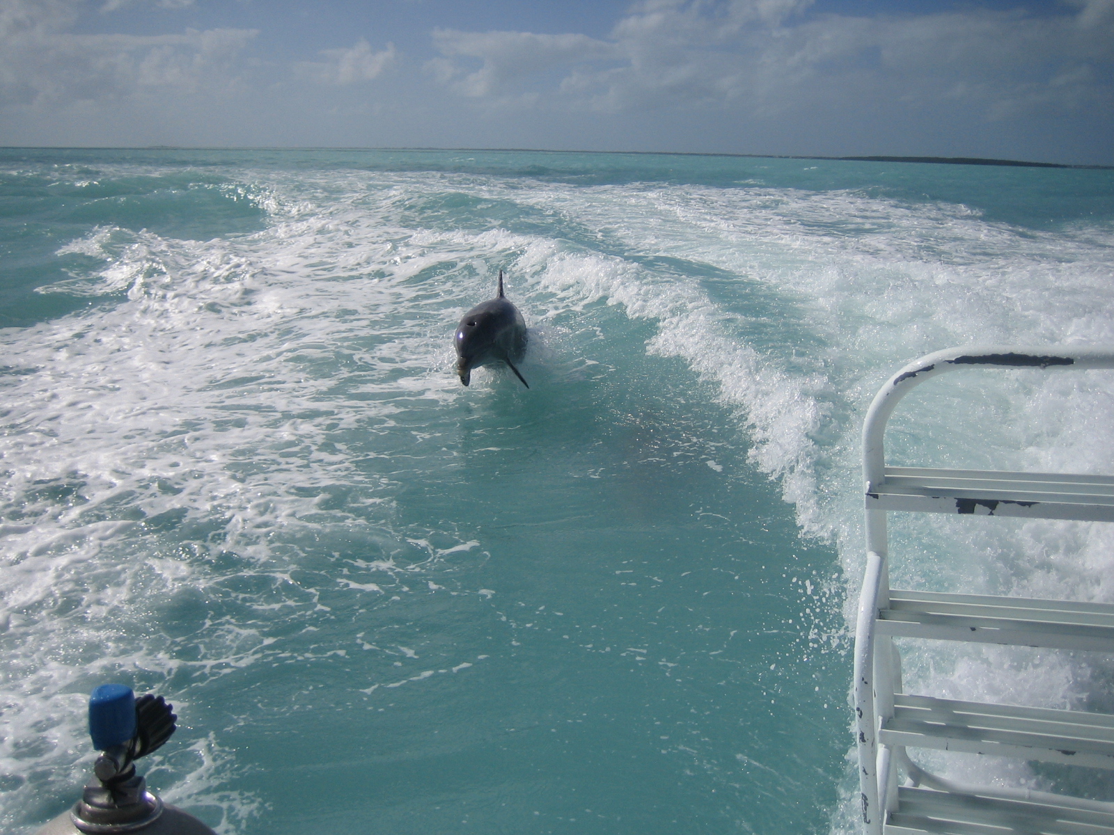 A day of diving and dolphins in the Keys!!!