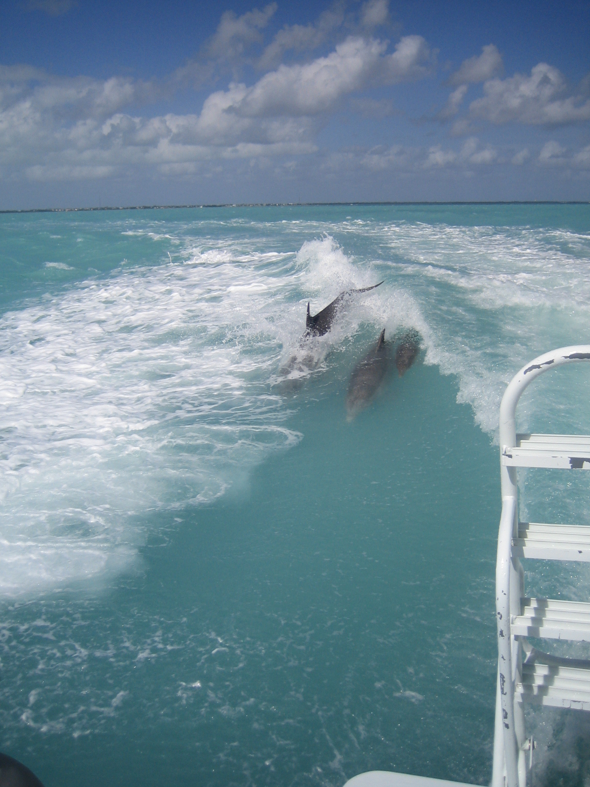 A day of diving and dolphins in the Keys!!!