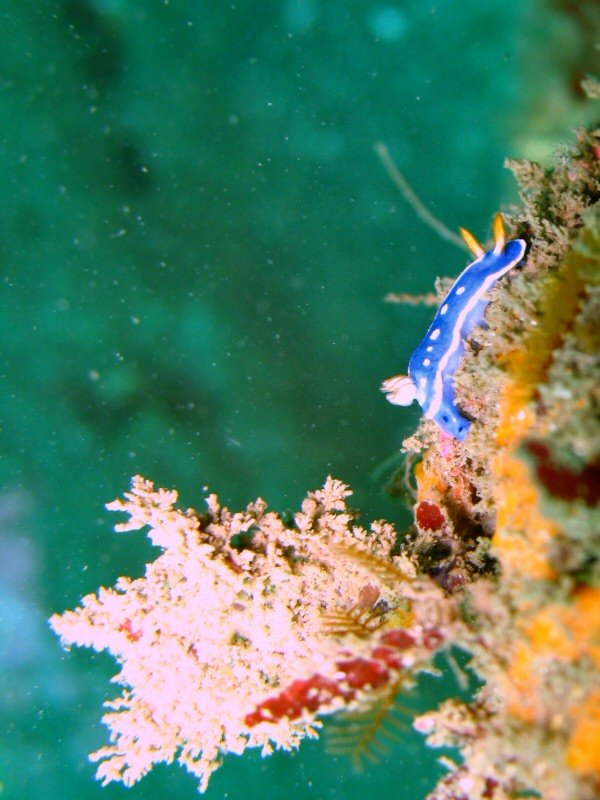 A festive nudi