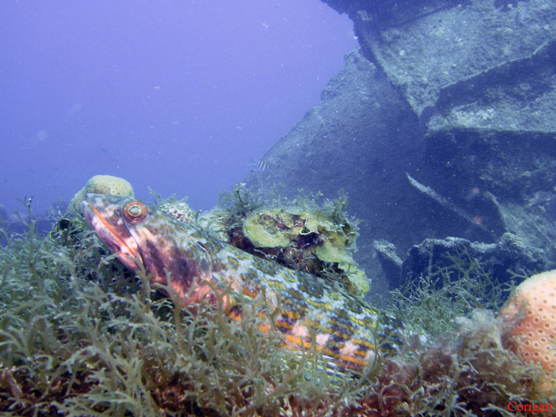 A Lizardfish/Sand Diver at Little Buck Island, St. Croix