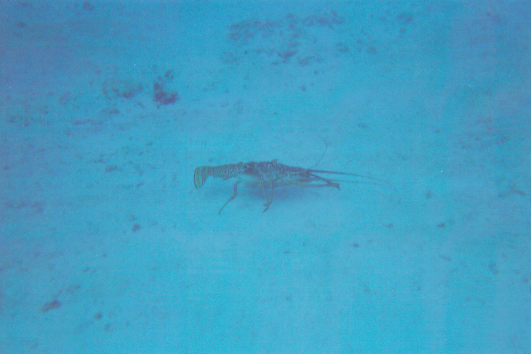 A lobster sitting in 45 feet