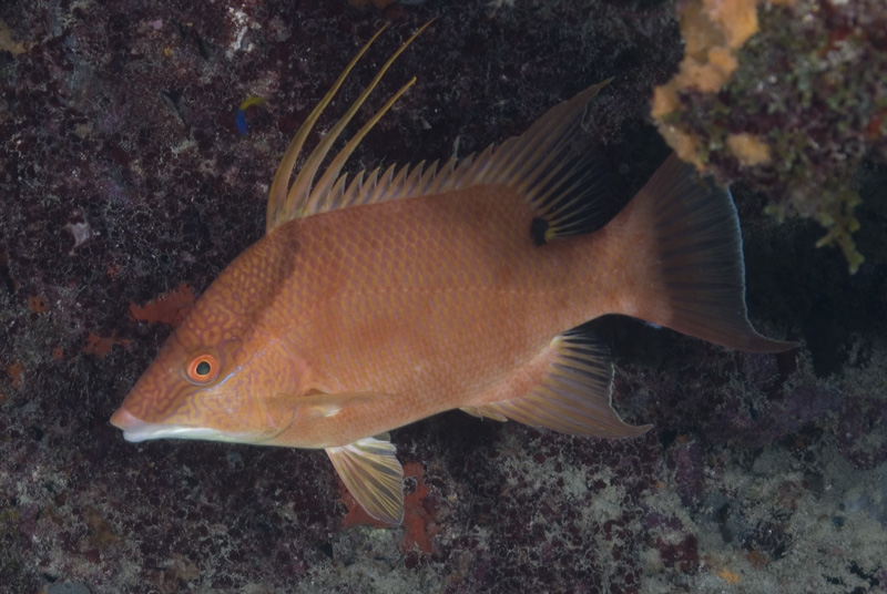 A Lucky Hogfish