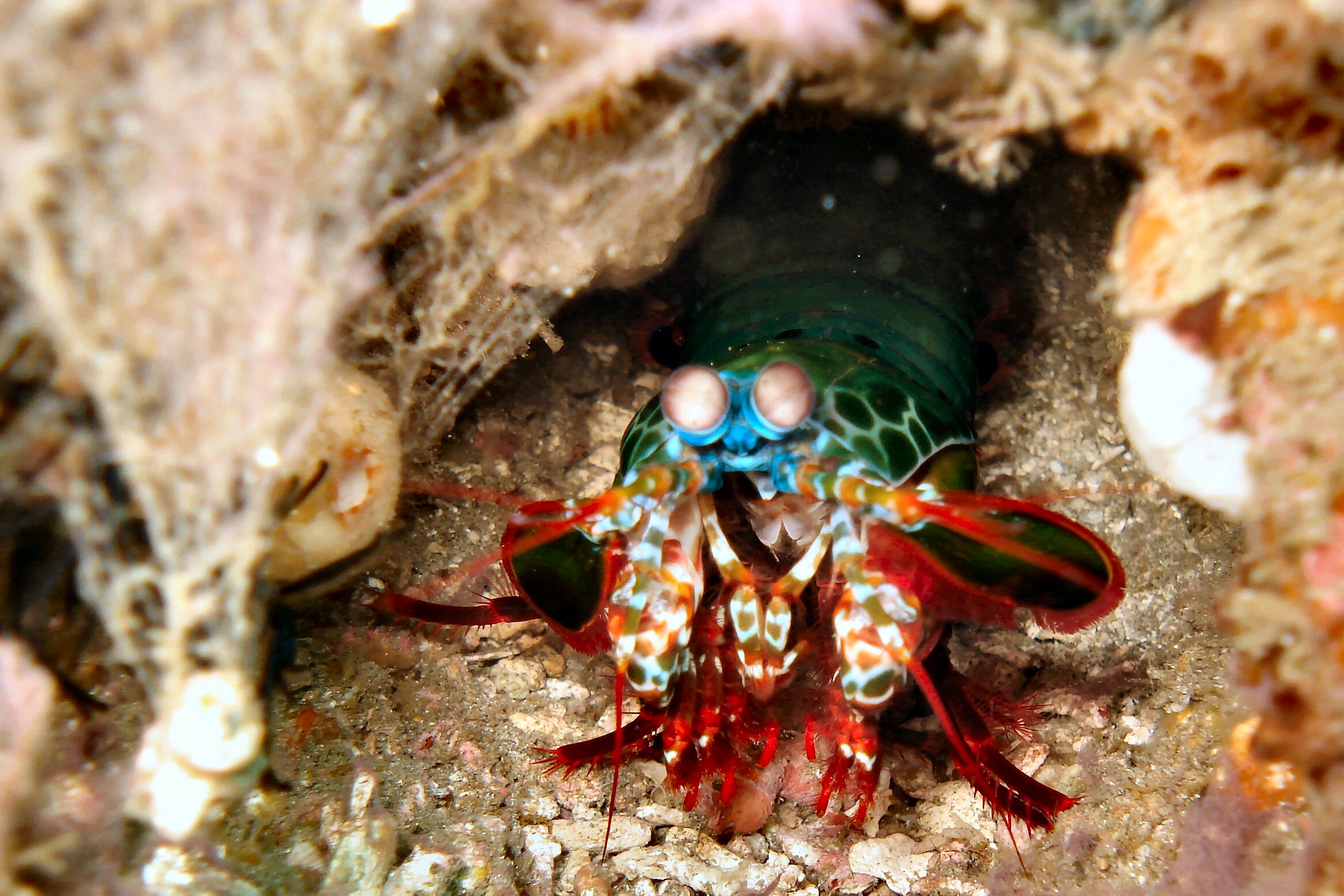 A Mantis Shrimp trying to be tough