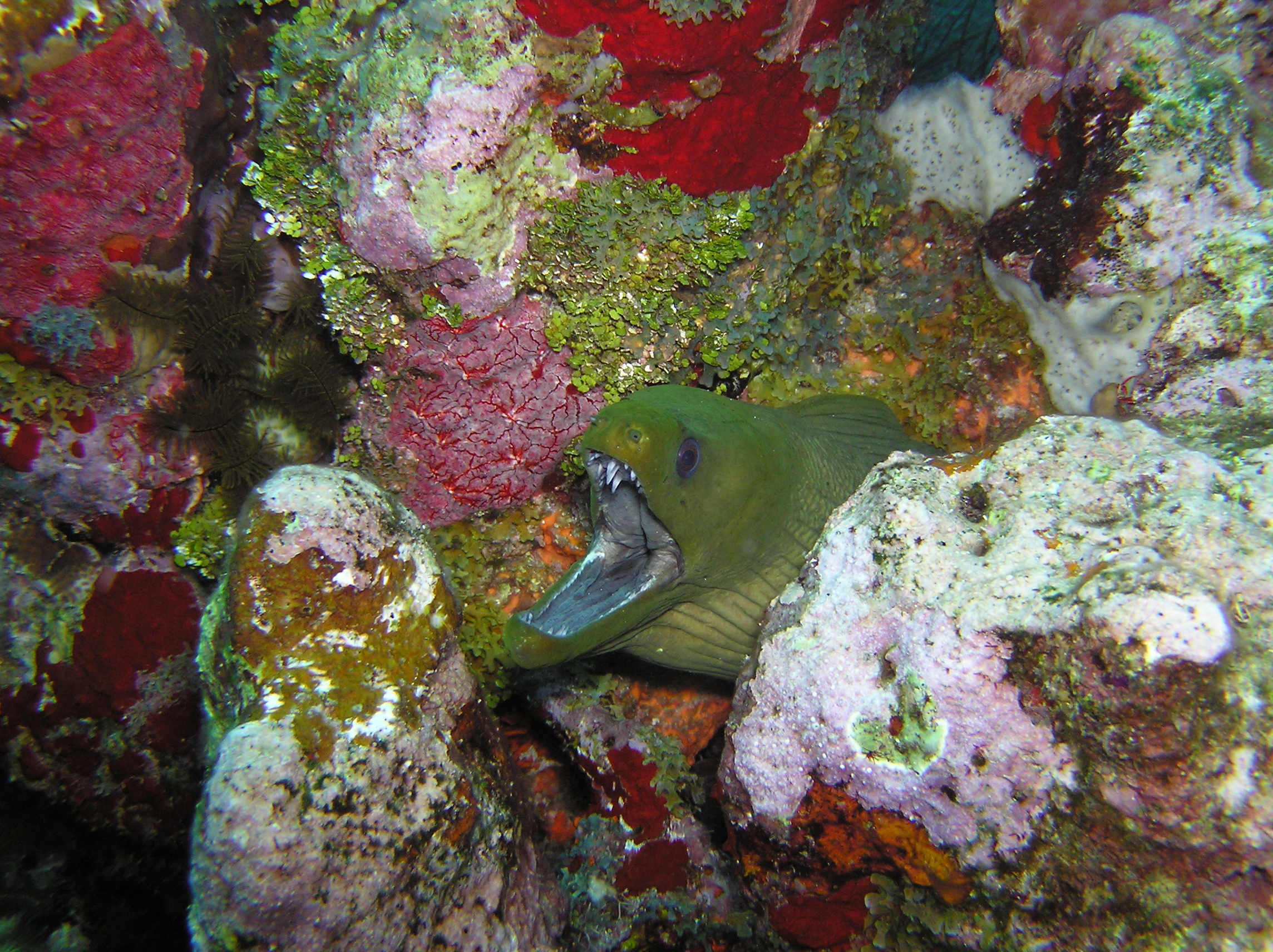 A mean looking Green Moray