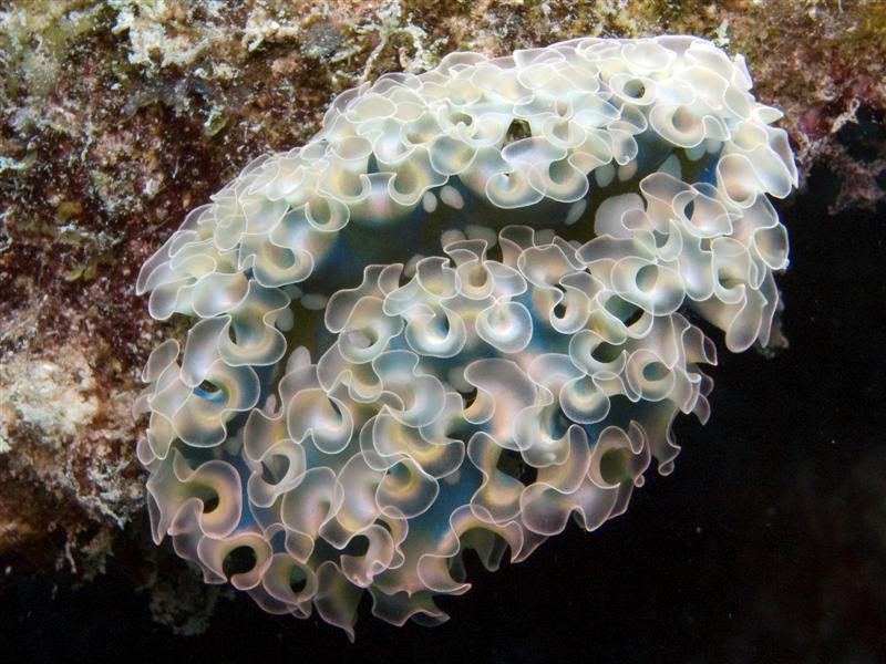 A nice Lettuce Sea Slug