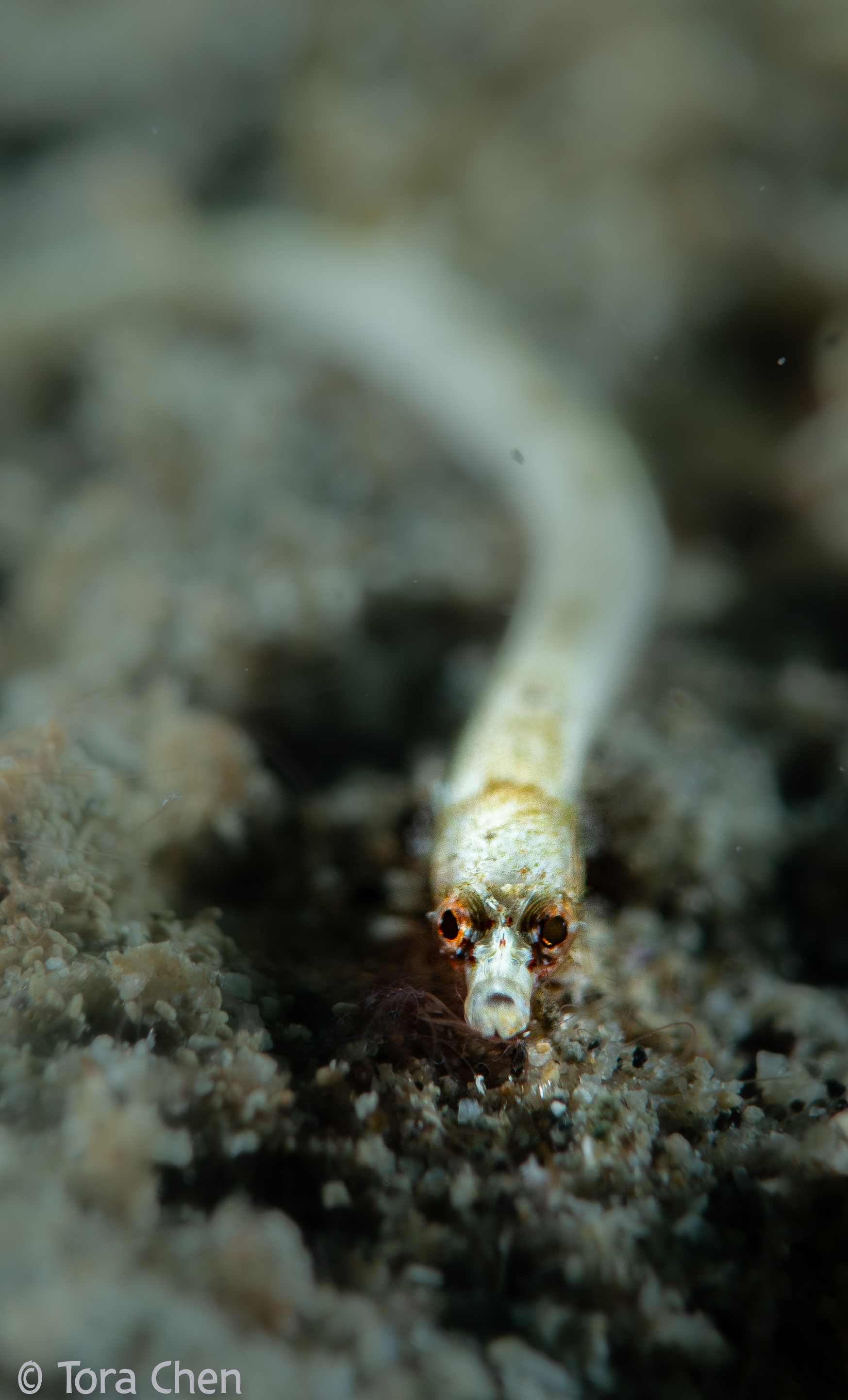A Normal White Pipefish
