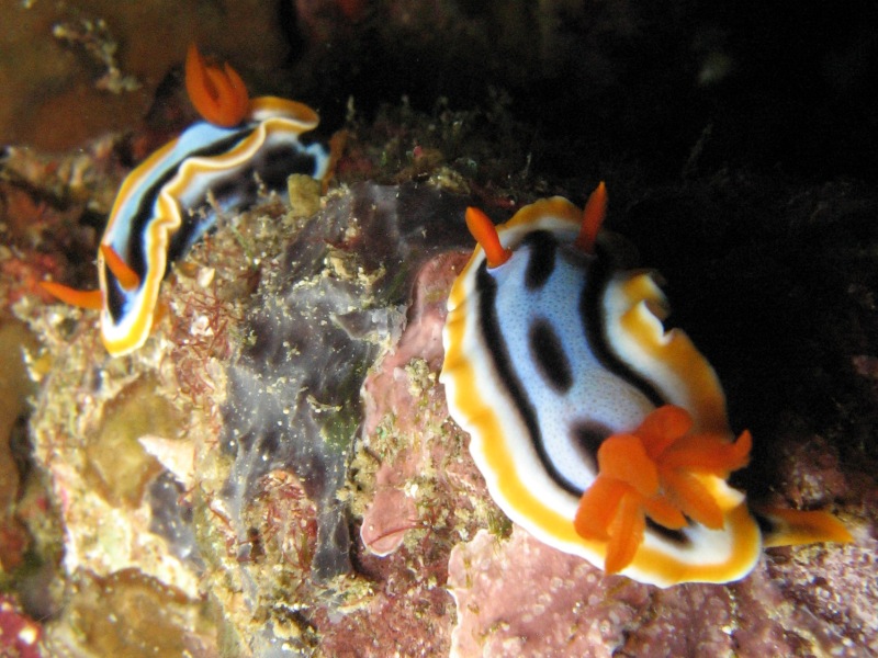 A Nudibranch Couple