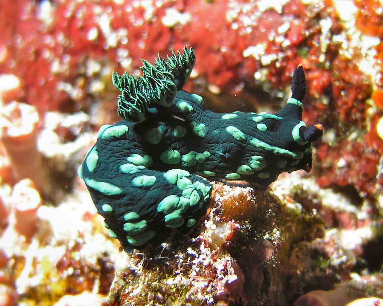 A Nudibranch in Bunaken