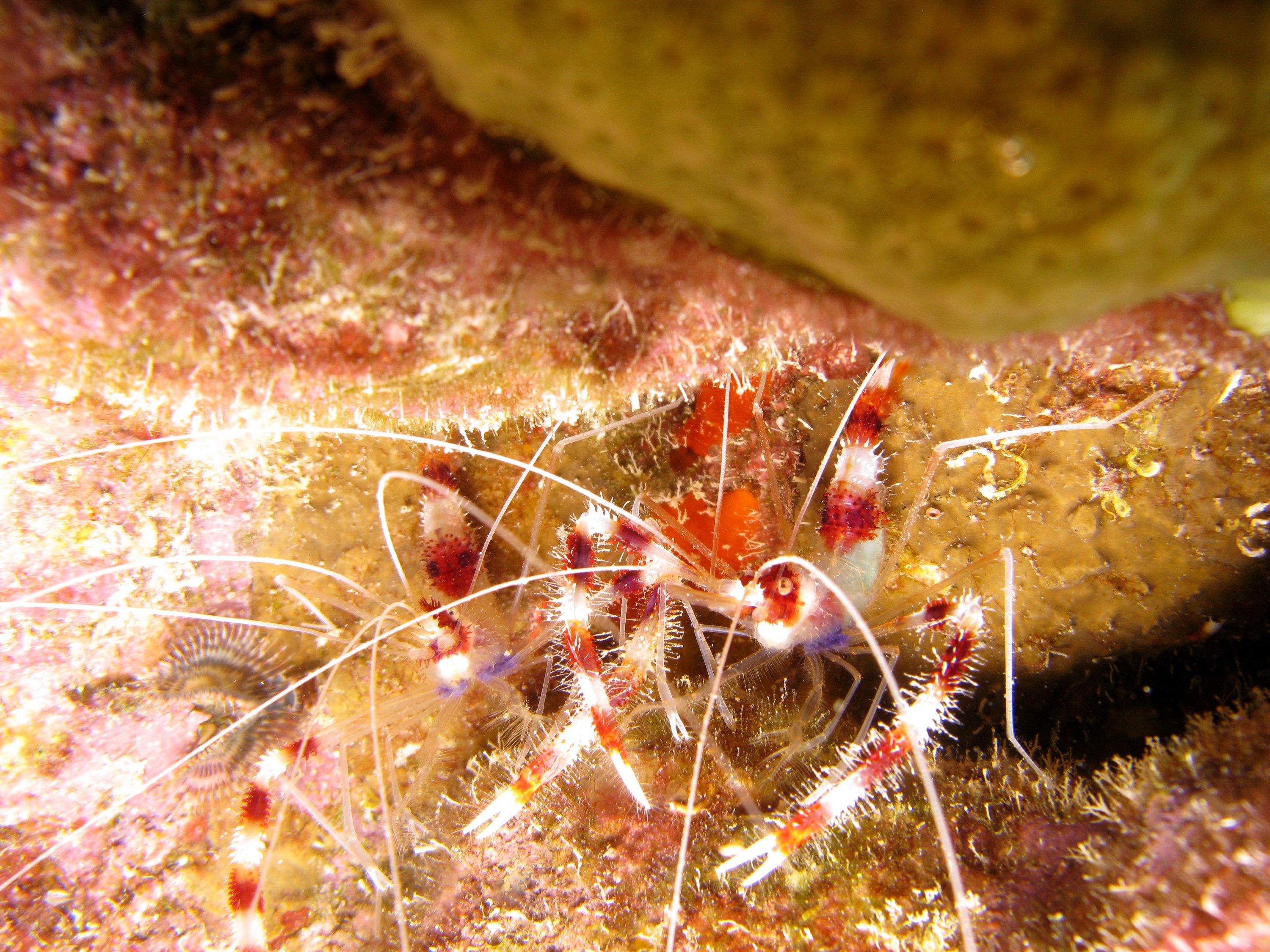 A pair of Banded Coral Shrimp