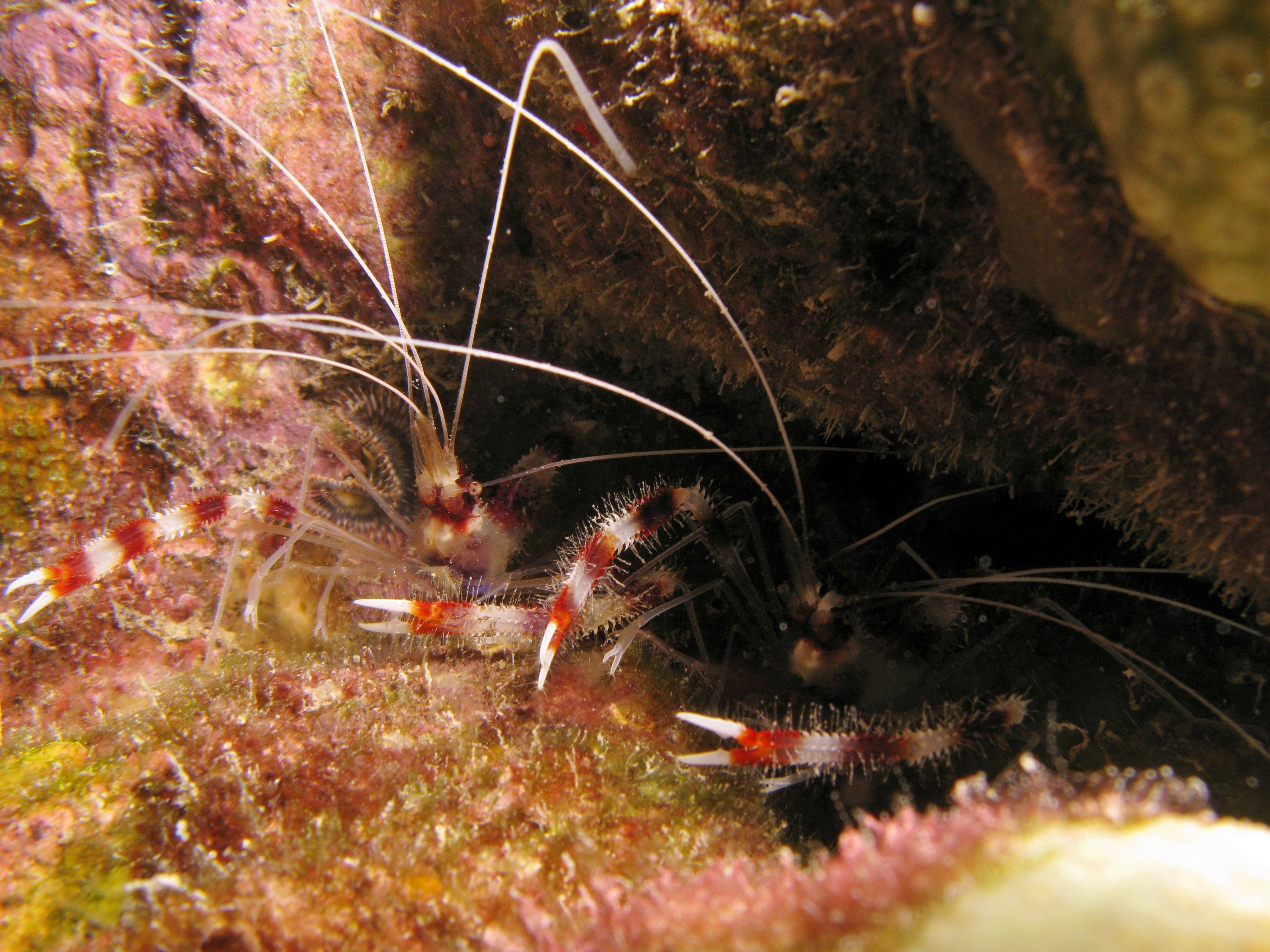 A pair of Banded Coral Shrimp