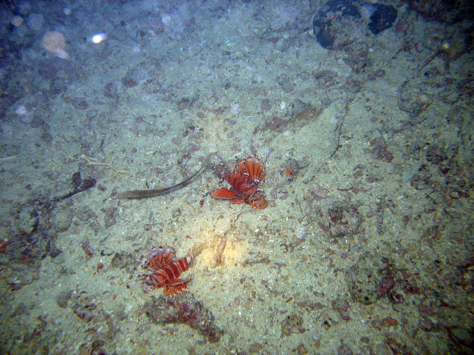 A pair of Zebra Lionfish