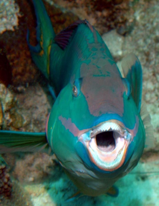 a parrotfish's opinion