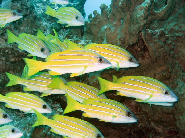 A school of blue striped snappers