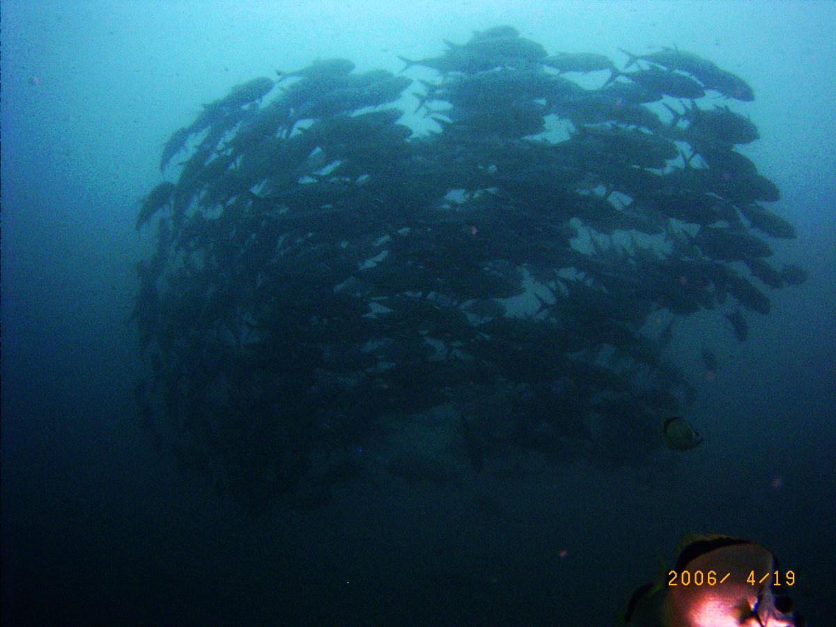 a school of Jack fish