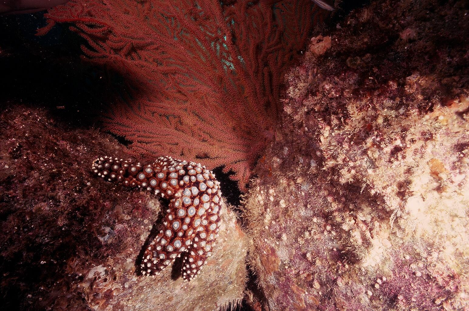 A  sea star.