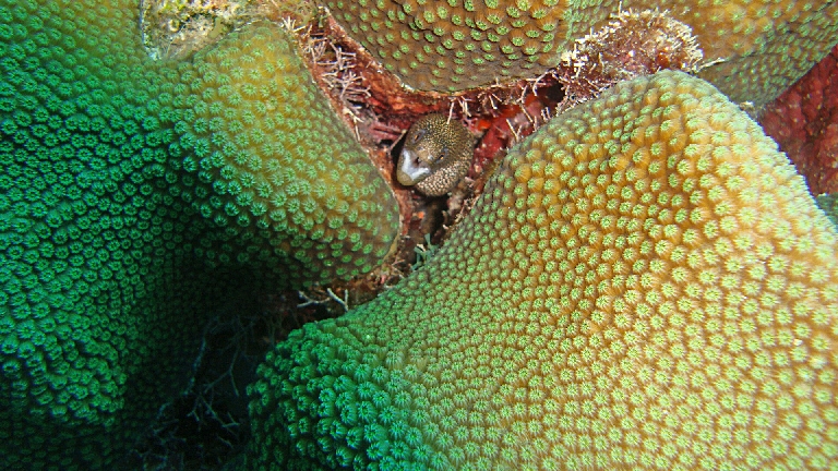 A small moray eel hidden in coral