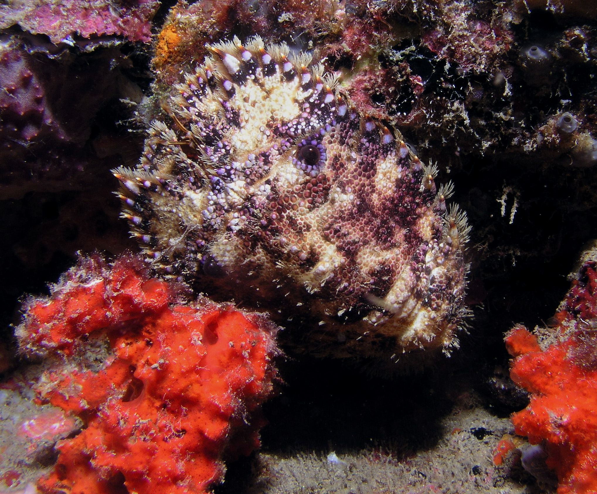 A small slipper lobster on the Capt. Tony