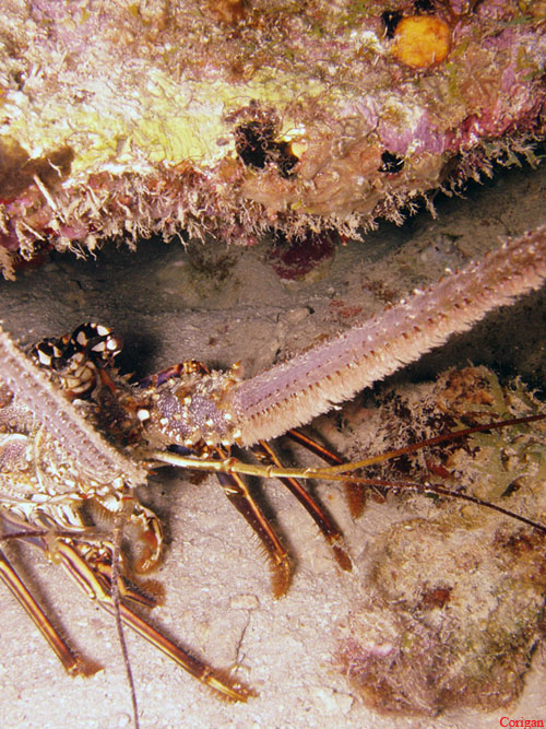 A Spiney Lobster in Curacao