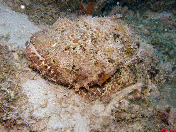 A Spotted Scorpionfish in Curacao