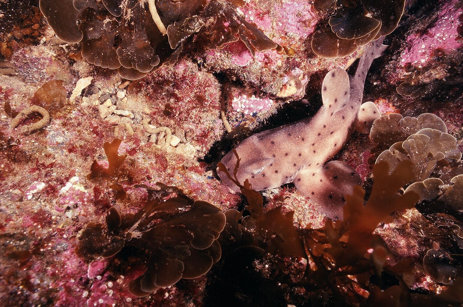 A terrifying Horn Shark.