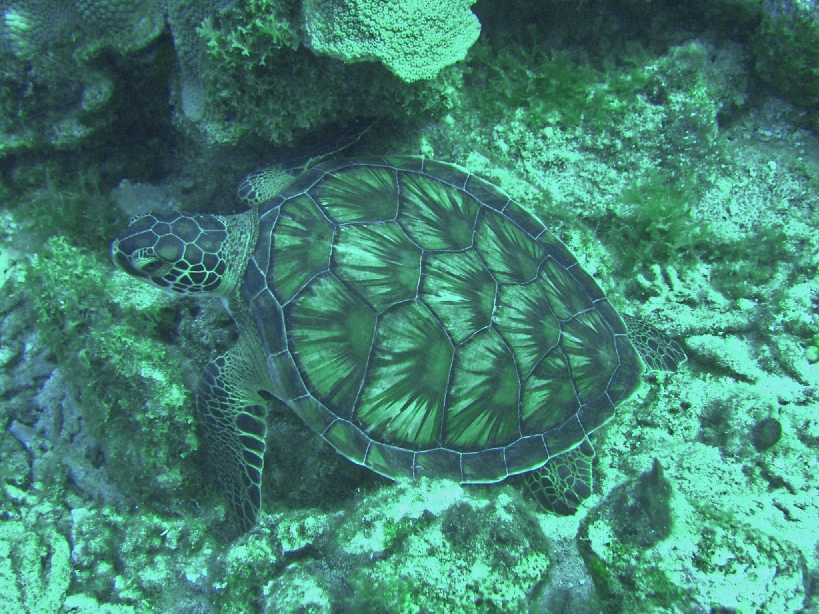 A turtle seen at Westpunt / Curacao