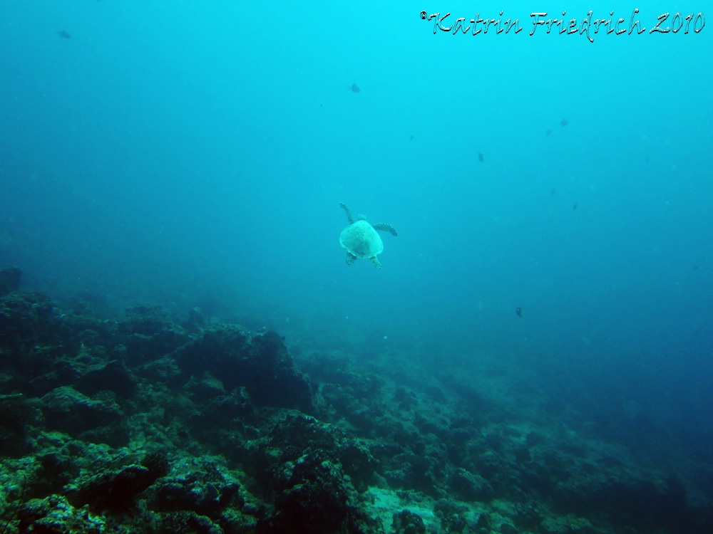 a turtle waving bye-bye..