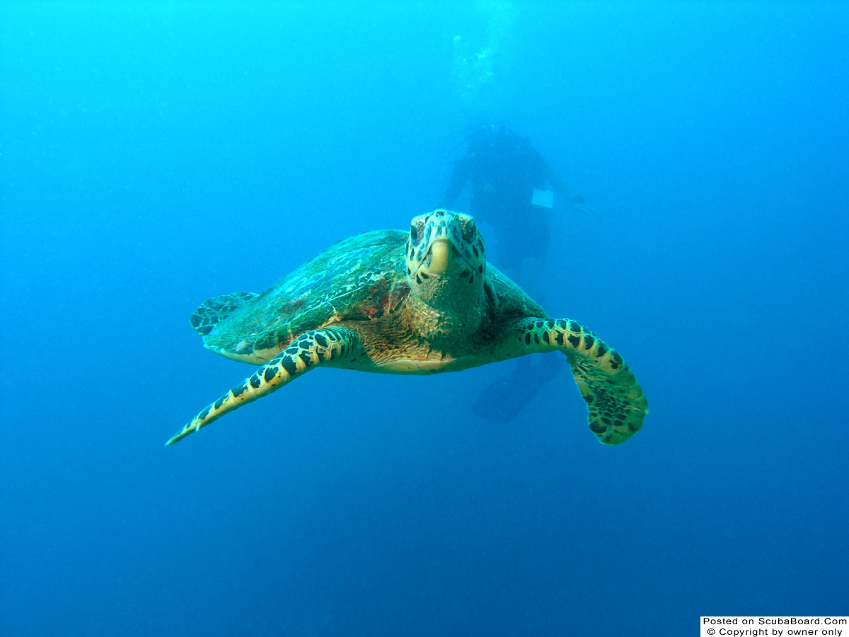 A_Curious_Hawksbill