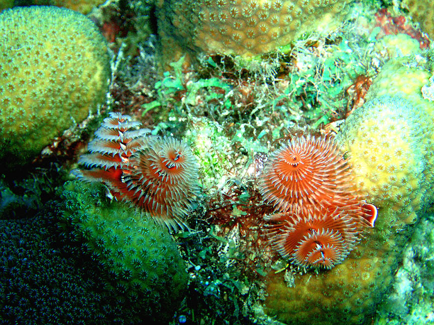 AA_Christmas_Tree_Worms