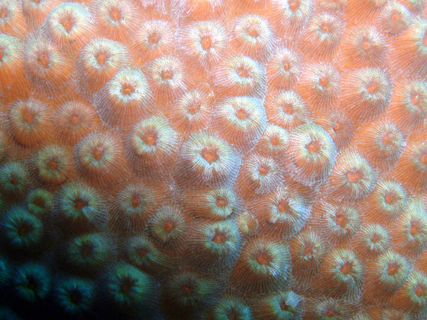 AA_Coral_Polyps