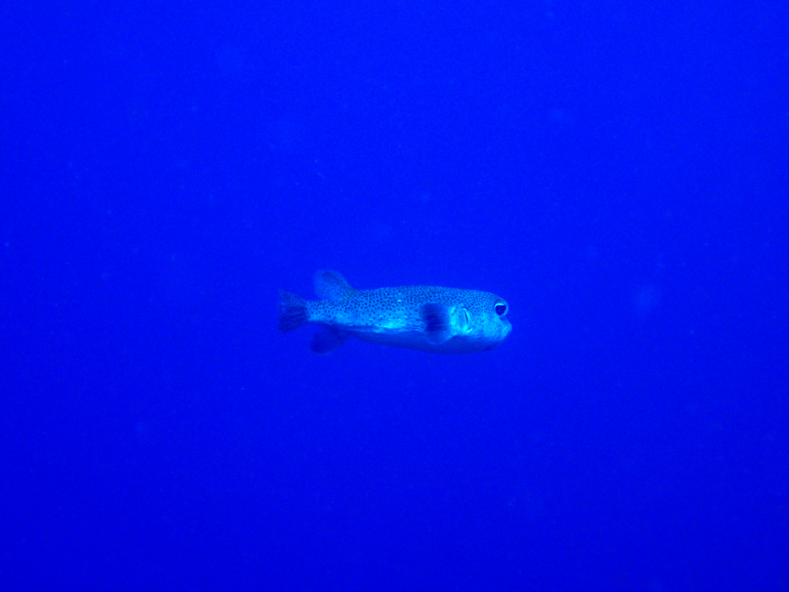 AA_Porcupine_Fish_Distant