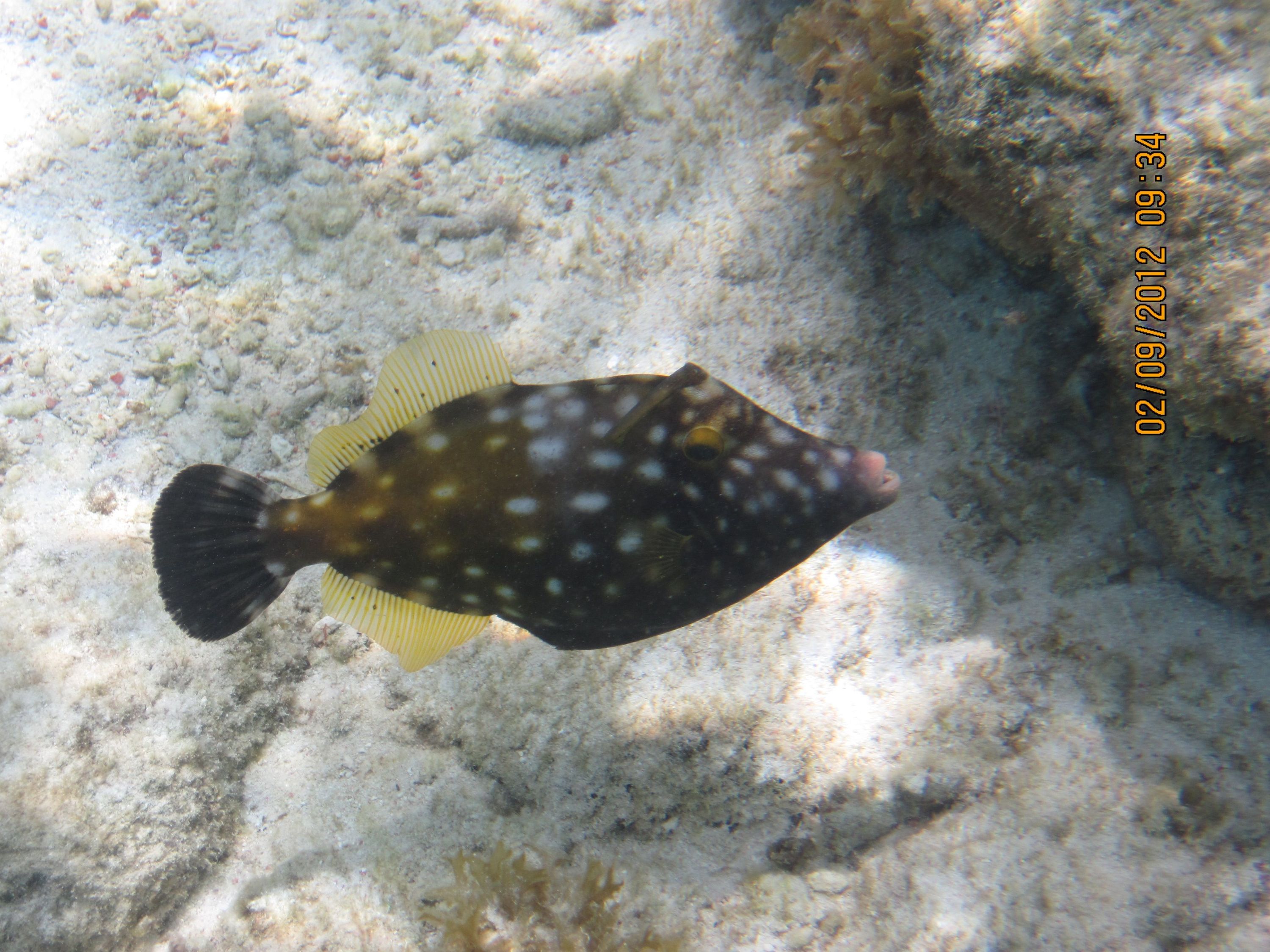 ABC Islands snorkeling 2012