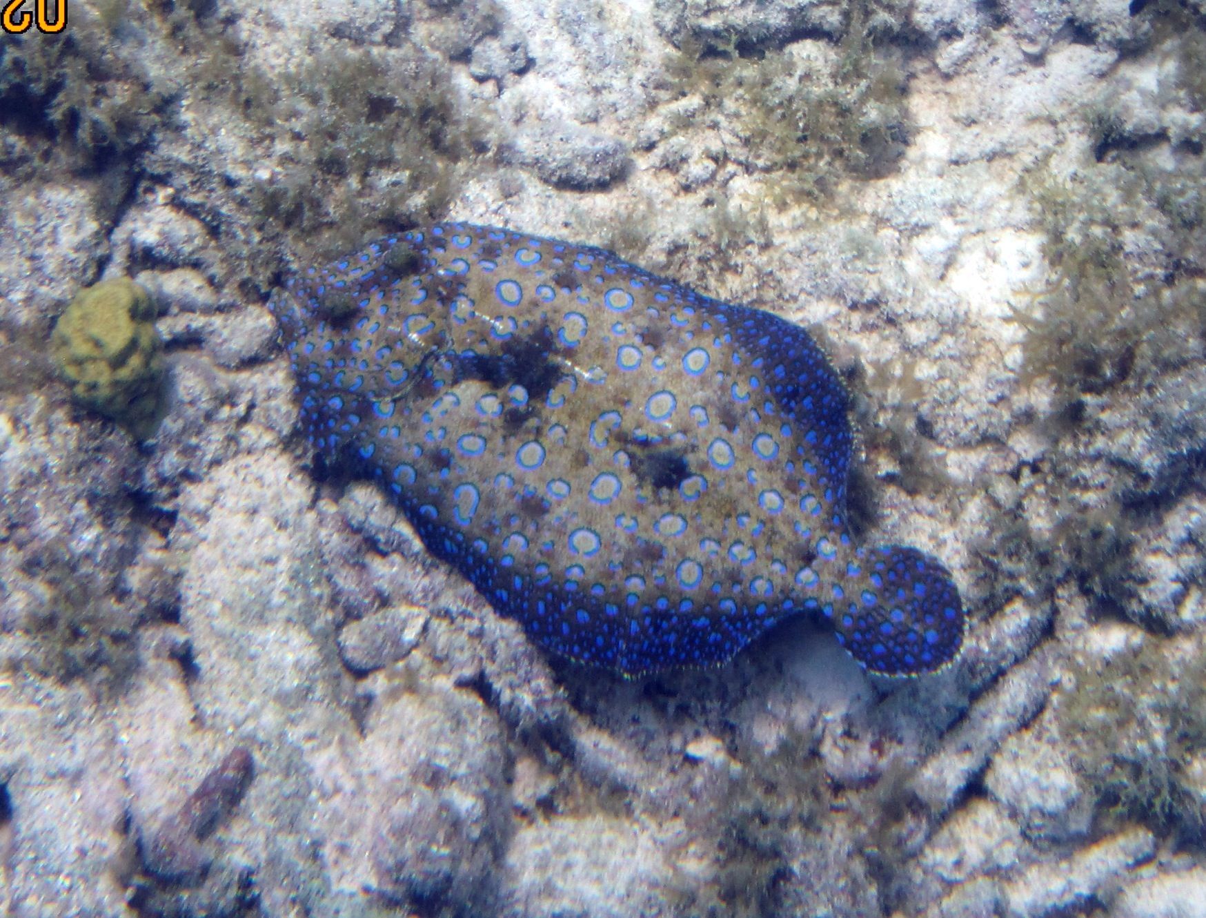 ABC Islands snorkeling 2012