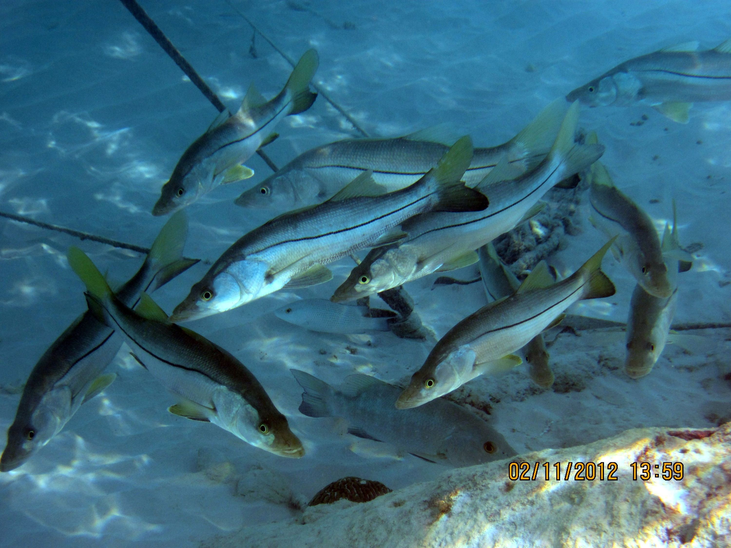 ABC Islands Snorkeling 2012