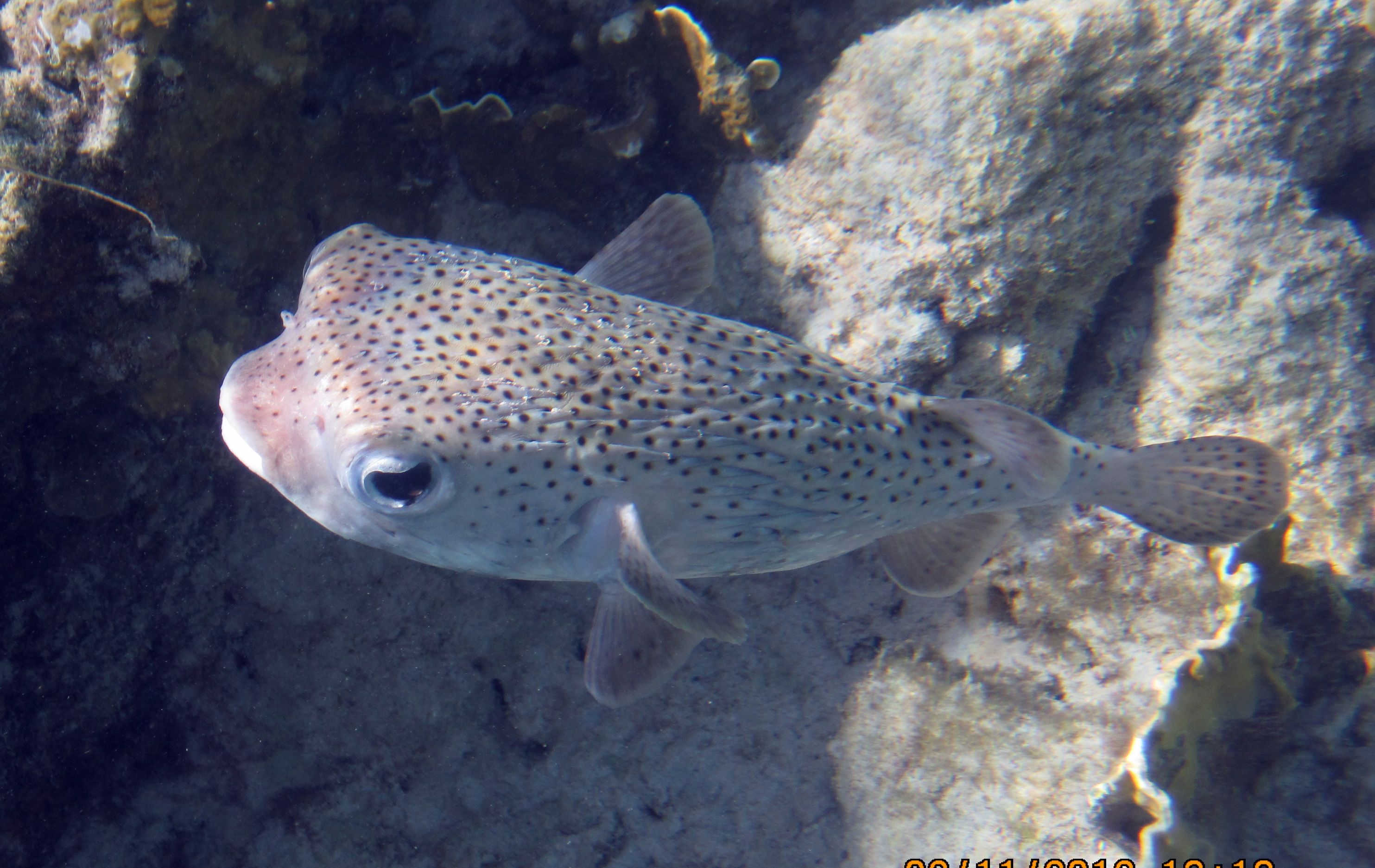 ABC Islands Snorkeling 2012