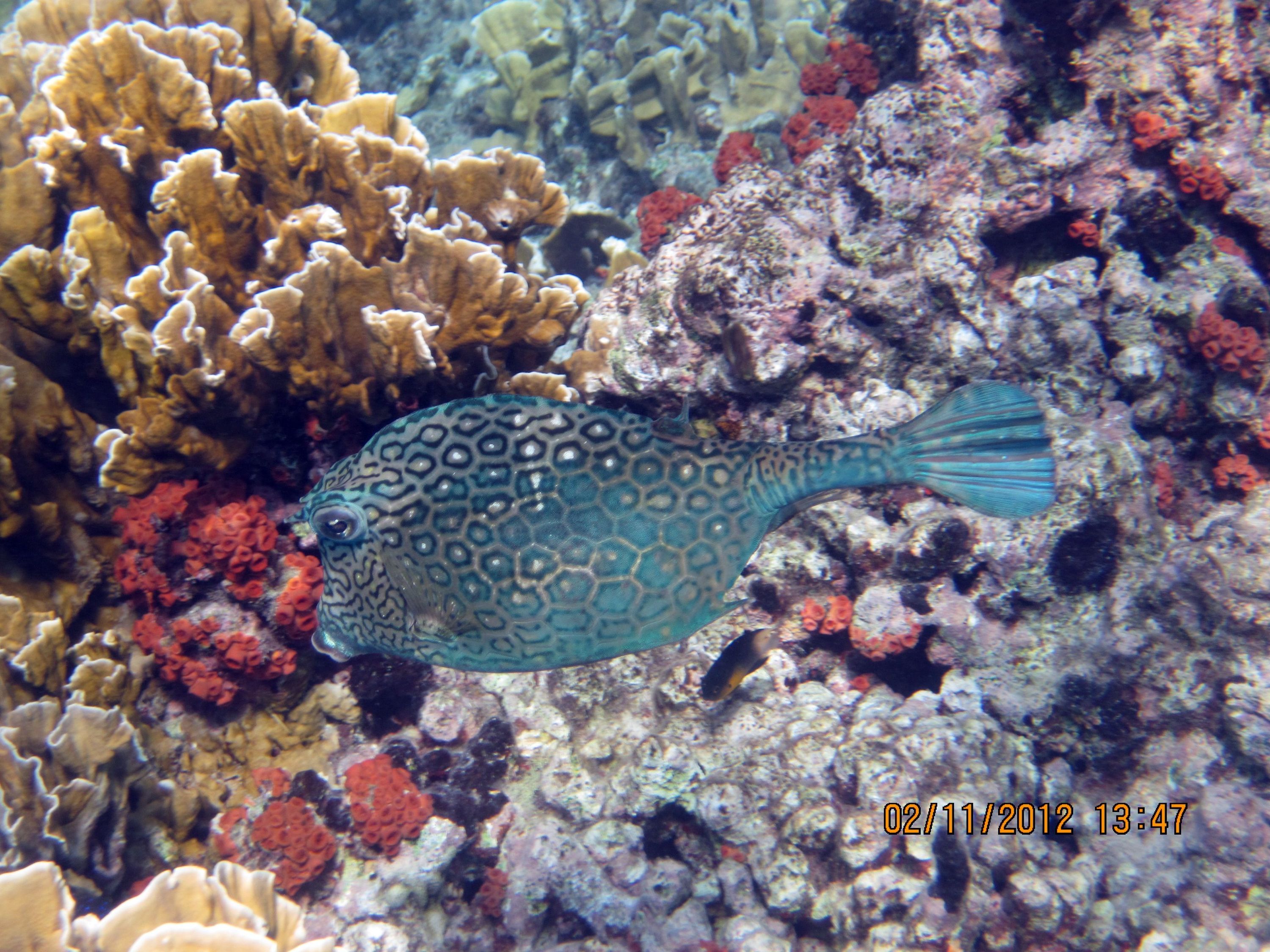 ABC Islands Snorkeling 2012