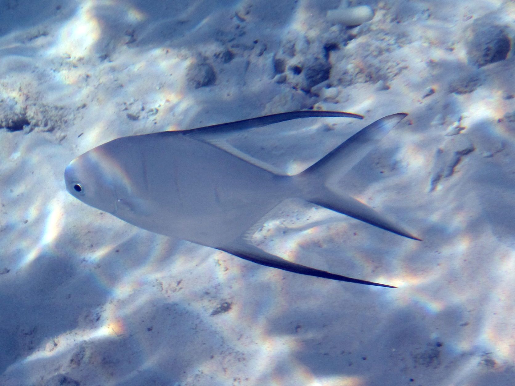 ABC Islands Snorkeling 2012