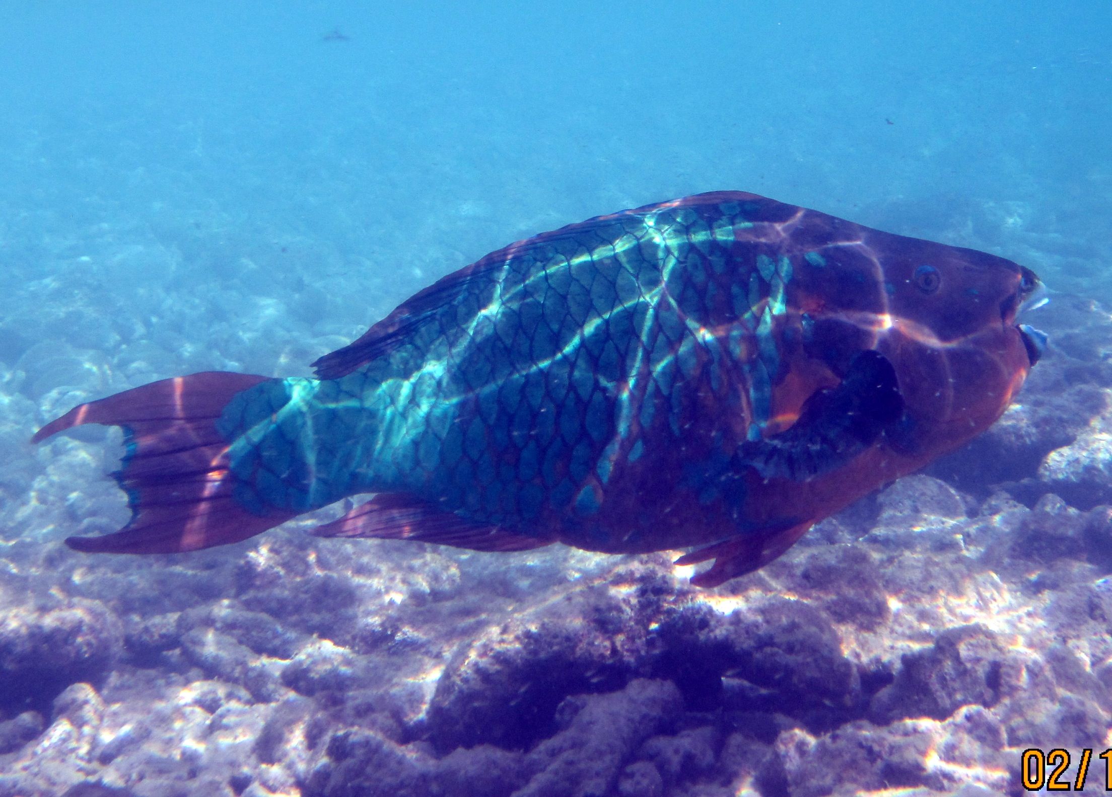 ABC Islands Snorkeling 2012