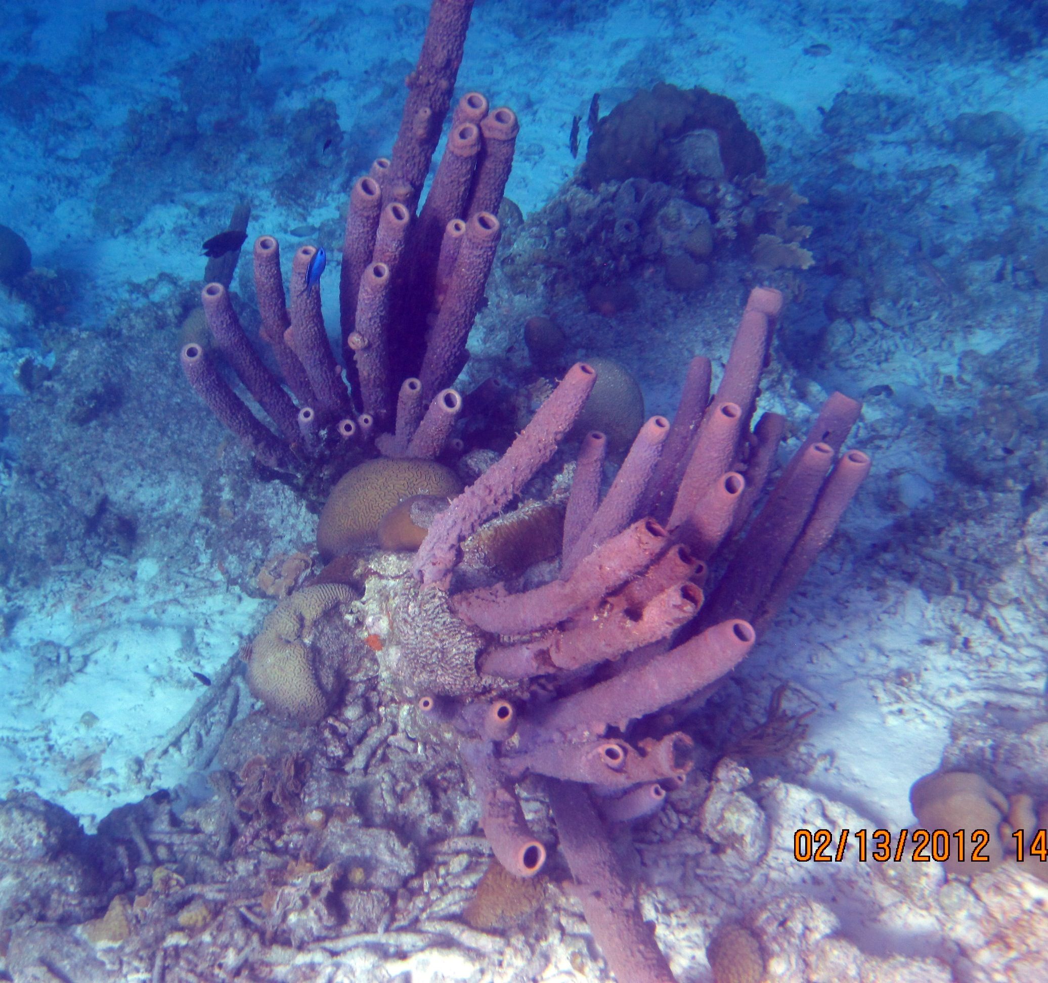 ABC Islands Snorkeling 2012