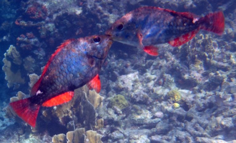 ABC Islands Snorkeling 2012