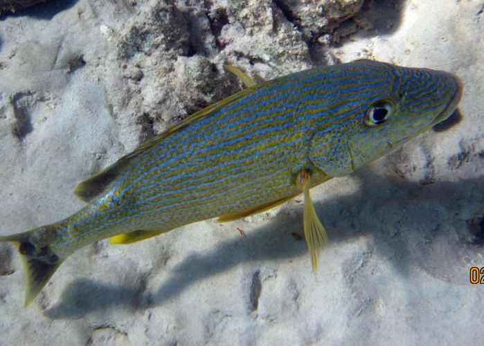 ABC Islands Snorkeling 2012