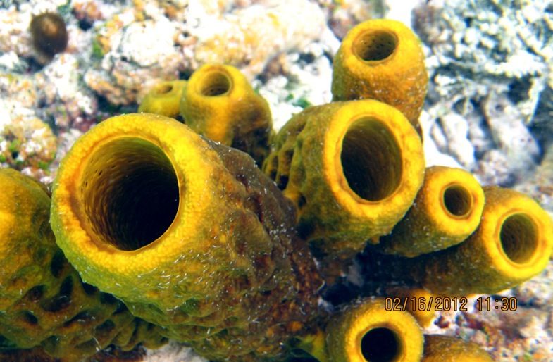 ABC Islands Snorkeling 2012