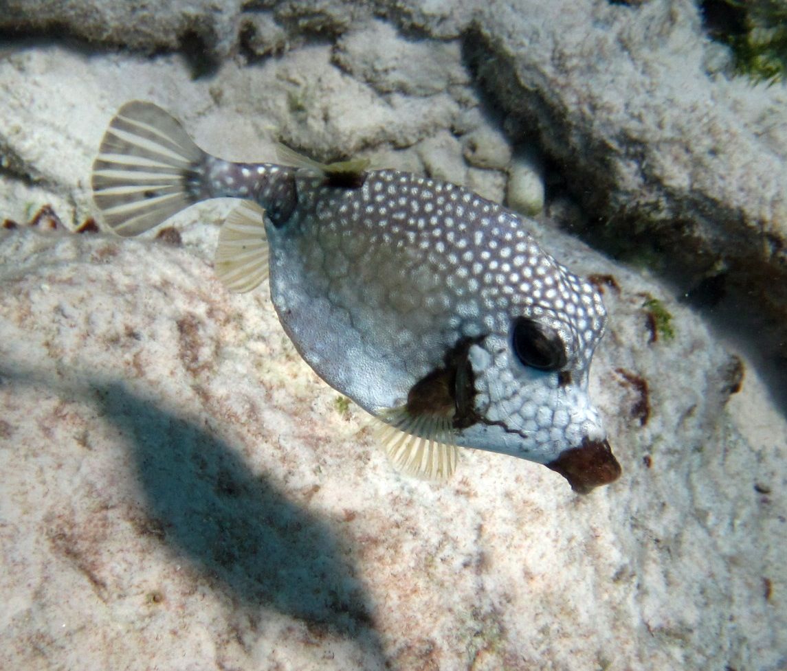 ABC Islands Snorkeling 2012