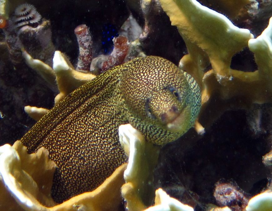 ABC Islands Snorkeling 2012