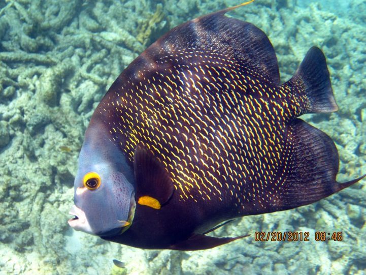 ABC Islands Snorkeling 2012