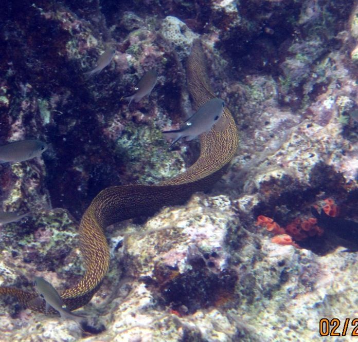 ABC Islands Snorkeling 2012